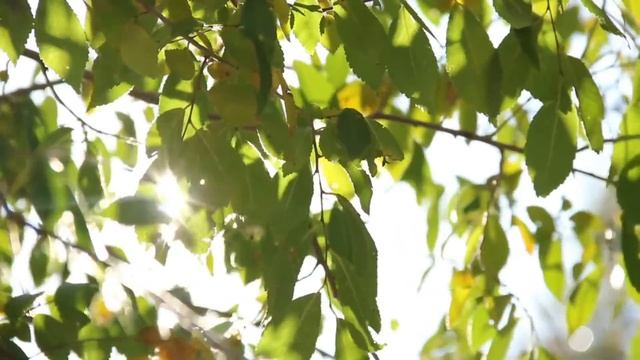 Защитная молитва.  "Щит Света"  | Тайна Жрицы |