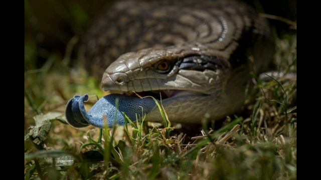 ЯЩЕРИЦЫ ДЛЯ НАЧИНАЮЩИХ. Топ 5 ящериц для содержания дома