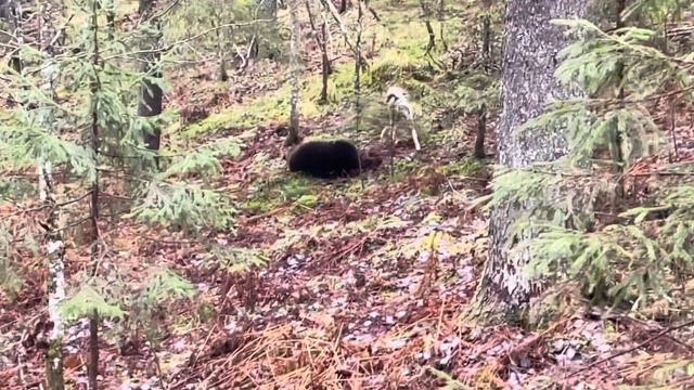 Охота на медведя с лайкой