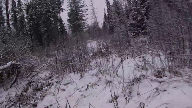 охота на лося