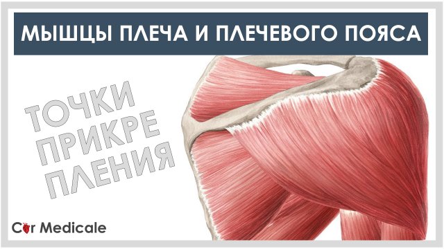 Мышцы плеча и плечевого пояса
