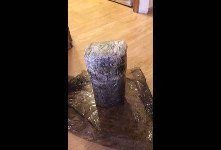 Гриб Ежовик гребенчатый ( Hericium erinaceus ),самый простой способ вырастить дома, в саду, на даче