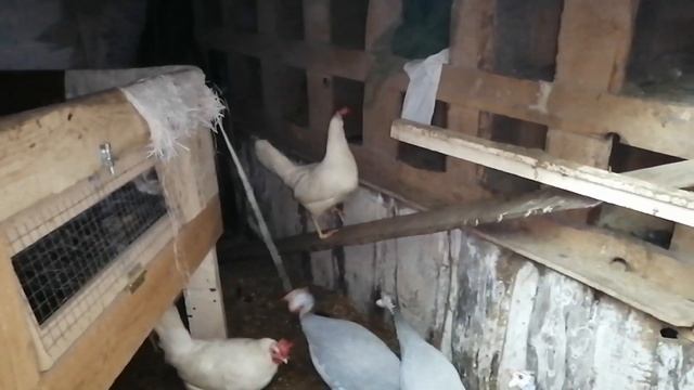 Как избавиться от крыс в курятнике без вреда для птицы