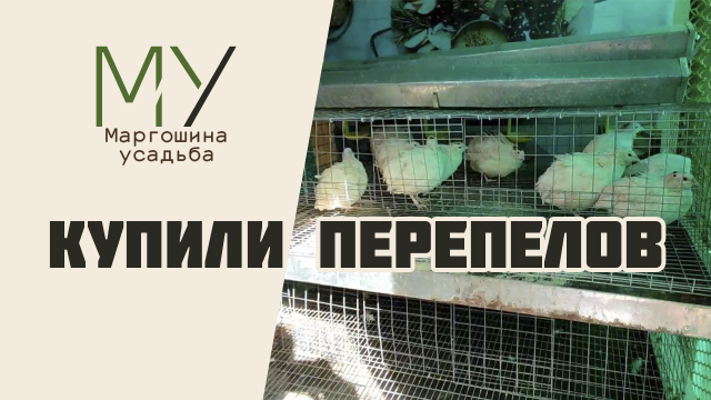 У нас пополнение. Купили перепелов. Техасские перепела