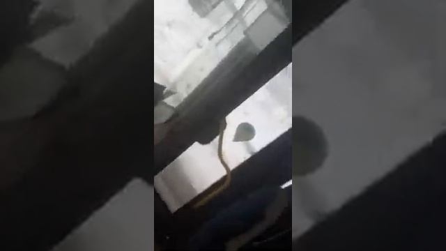 Прекратить беззаконие КРС Мострансавто