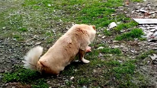 VID-20230324-WA0002.mp4