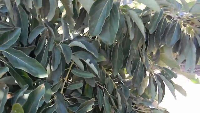 Bacon Avocado and Hass Avocado Tree Varieties