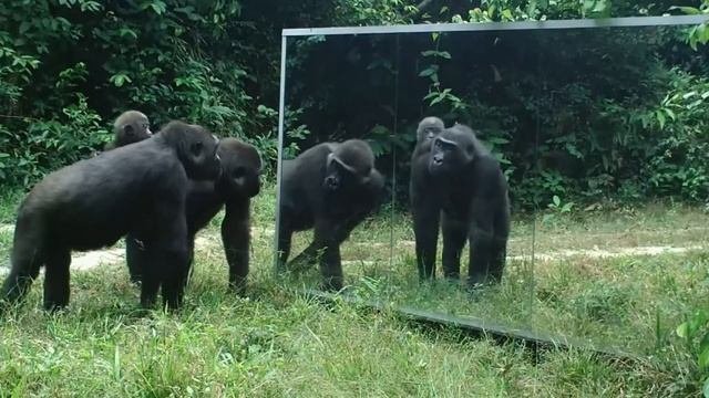 Животные Впервые Увидели Себя в Зеркале))))