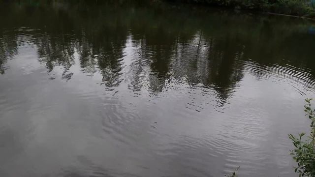 ЛОВЛЯ КАРПА НА КУКУРУЗУ. Волосяная оснастка. Рыбалка на лесном озере #54