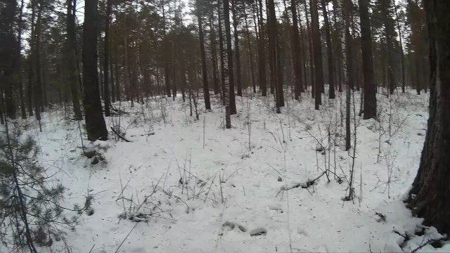 Игра в прятки c зайцем ep.2 Тропление зайца в сосновом бору