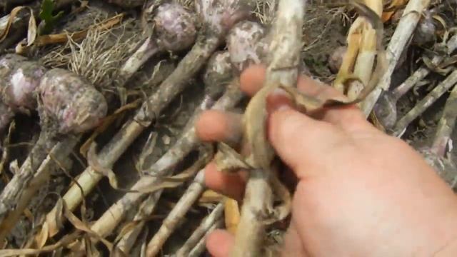 УБИРАЕМ ЧЕСНОК . ОБЗОР ЧЕСНОКА КОМСОМОЛЕЦ И ЦЕЗАРЬ С САДЫ УРАЛА