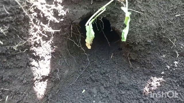 Самый надёжный способ ,ловли крота , слепыша!