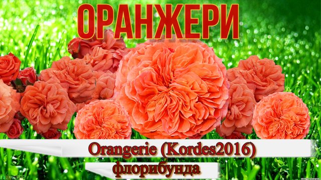 Роза  Оранжери (Флорибунда) - Orangerie (W_ Kordes' Söhne Германия, 2016)
