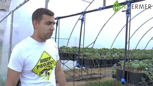 КЛУБНИКА #1 ? Выращивание клубники в теплице. Основы и начало бизнеса. В гостях у ЮрАгро