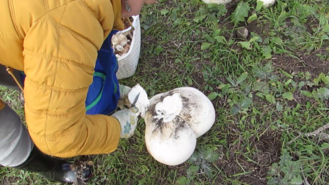 Грибное шато