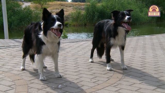 БОРДЕР-КОЛЛИ. Плюсы и минусы породы BORDER COLLIE