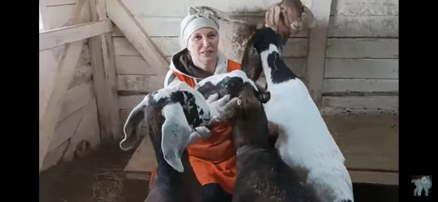 МАССОВОЕ ПОКРЫТИЕ МОЛОДЫХ КОЗ