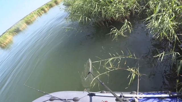 РЫБАЛКА НА САЗАНА. КРУПНЫЙ САЗАН НА ПОПЛАВОК САЗАН НА КУКУРУЗУ