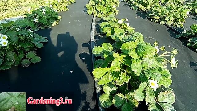 Капельный полив Установка системы капельного полива на клубнике