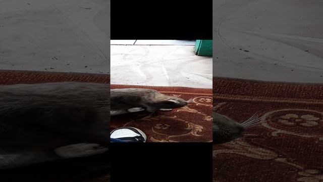 VID_20240819_121127.mp4