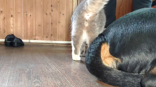 Ротвейлер Дюша и кот Шуня ??
