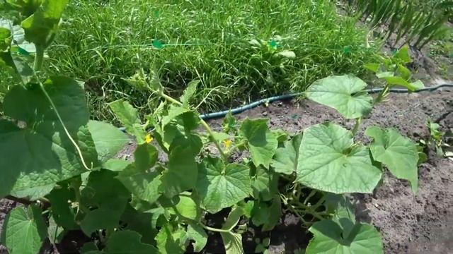 Срочно дайте огурцам Это и будете собирать урожай ведрами. Уход за огурцами!