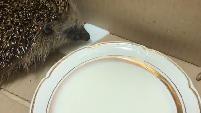 Как мы пытались напоить ёжика молоком)