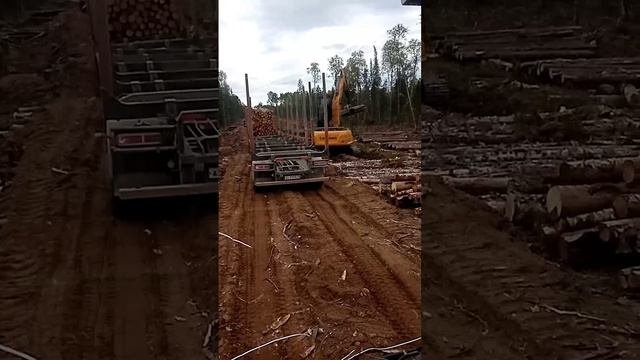 лесная быль