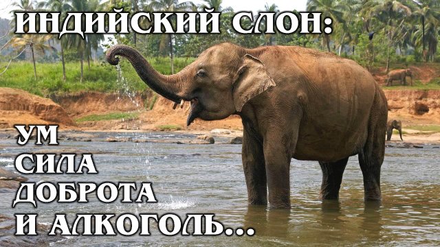 АЗИАТСКИЙ СЛОН: Самый добрый и умный гигант из мира хоботных. Интересные факты про слонов и животных