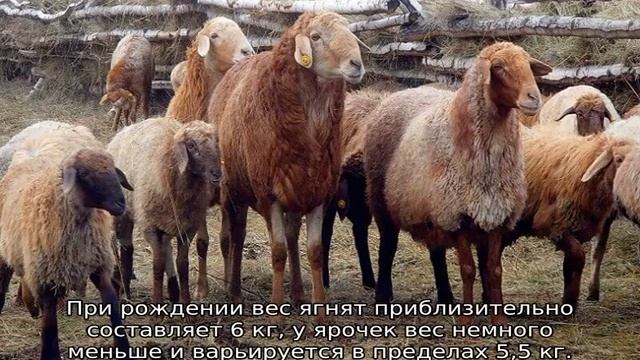 Эдильбаевская порода овец