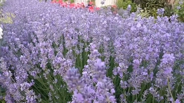 Все секреты выращивания лаванды