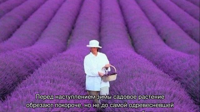 Когда цветет Лаванда
