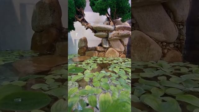 Аквариум с тритонами. Три месяца спустя. #Shorts #MagicZOO