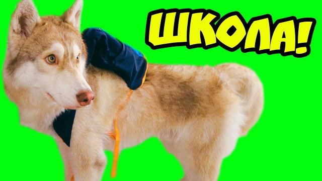 ХАСКИ ИДЕТ В ШКОЛУ!! (Хаски Бублик) Говорящая собака Mister Booble