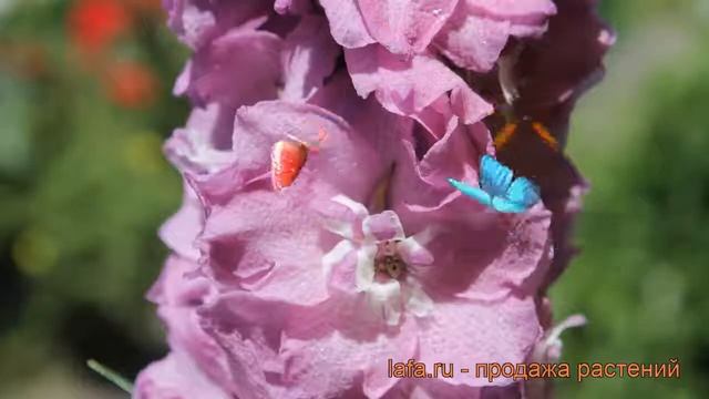 Дельфиниум высокий Дельфис Пауэ ? обзор: как сажать, саженцы дельфиниума Дельфис Пауэ