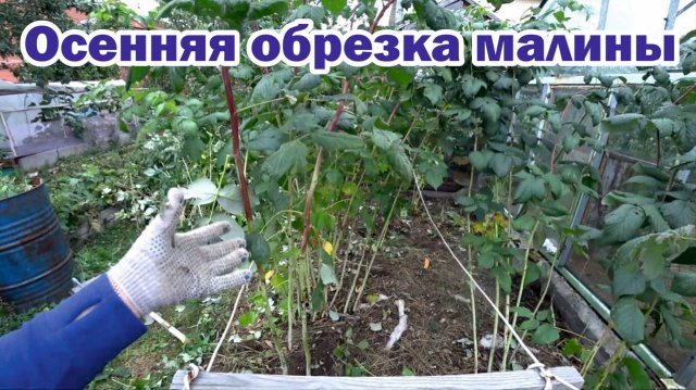 Обрезка малины осенью