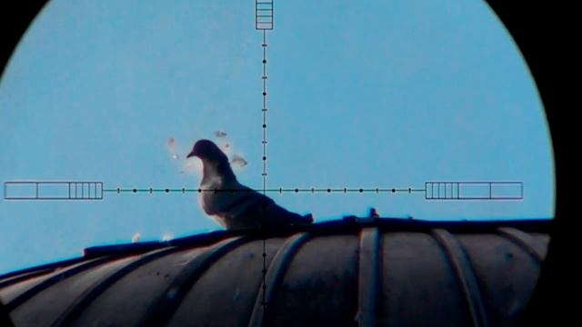 Охота с РСР винтовкой на  лесного голубя