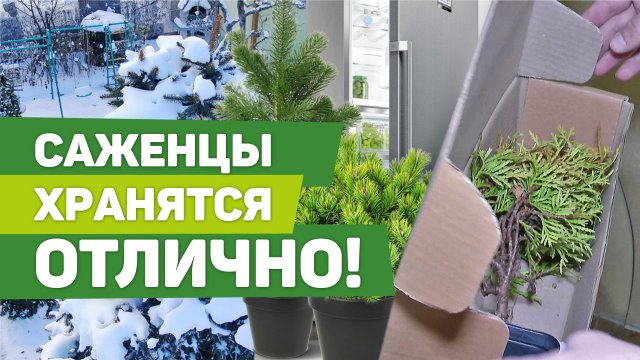 Как сохранить саженцы до весны в домашних условиях. Рекомендации профессионала