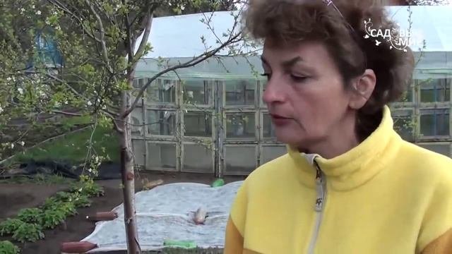 Уход за земляникой весной. Сайт "Садовый мир"