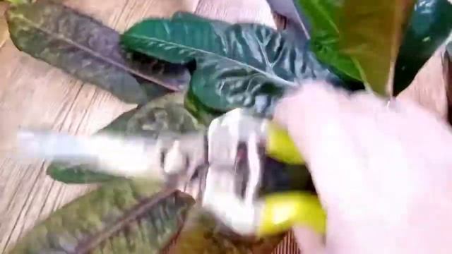 КОДИЕУМ - уход и размножение