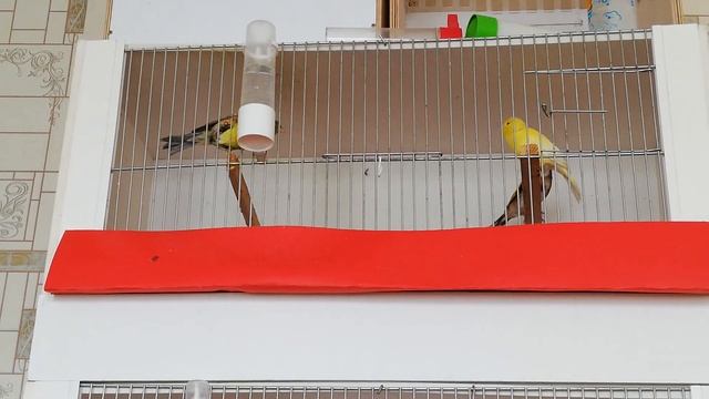 Как поёт самка канарейка