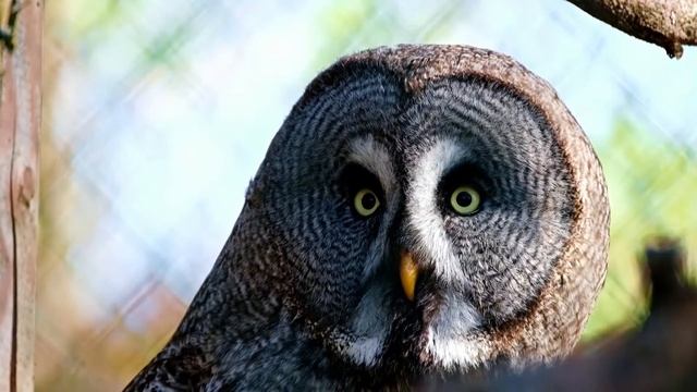 Хотите завести сову? Какую выбрать сову? Домашняя сова уход и содержание.