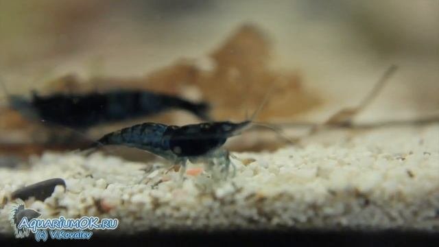 Caridina cantonensis sp. "Black Tiger" - черная тигровая креветка