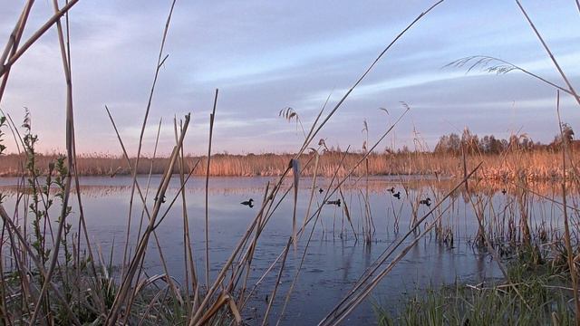 Весенняя охота на селезня утки, 2024