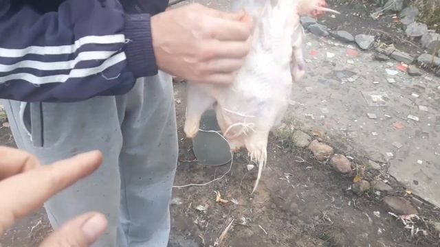 Перосъемная машина из стиральной машинки своими руками.