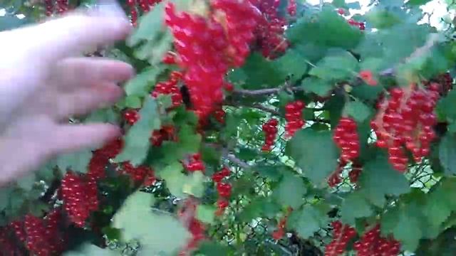 Красная смородина  Сахарная  2017 07 03