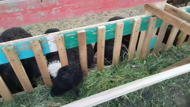 Кормушка и поилка для овец, 100% готовность загона.