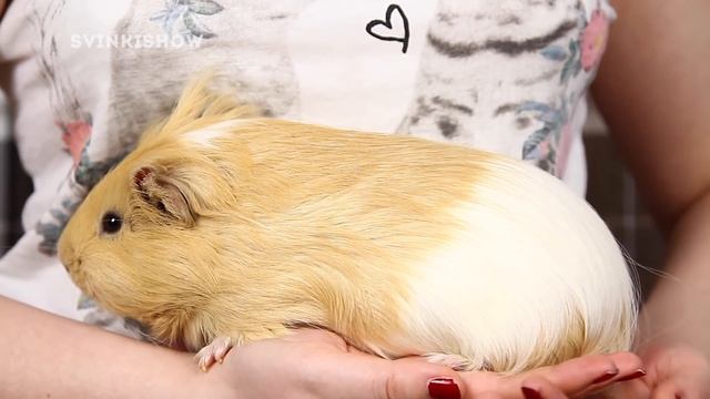 Как Правильно Держать Морскую Свинку / SvinkiShow