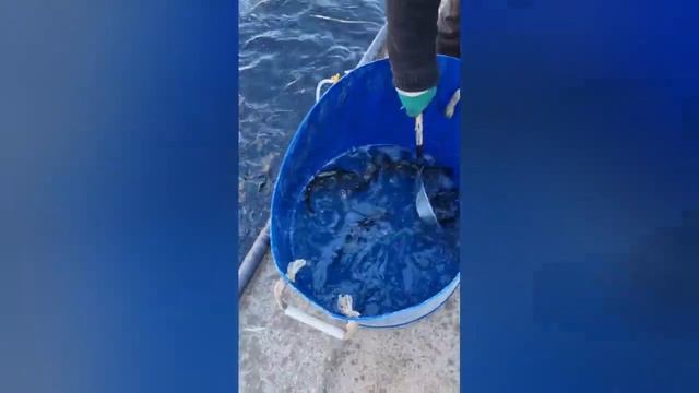 не большой пруд для форели на участке  , с нуля до зарыбления !