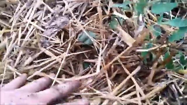 Мульча из соломы